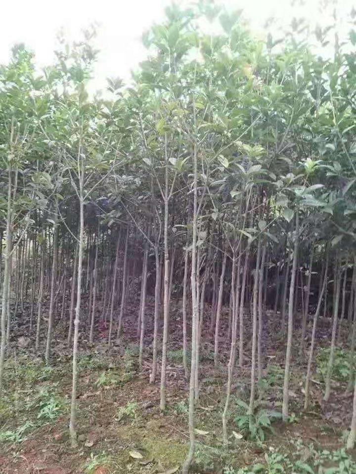 桂花樹
