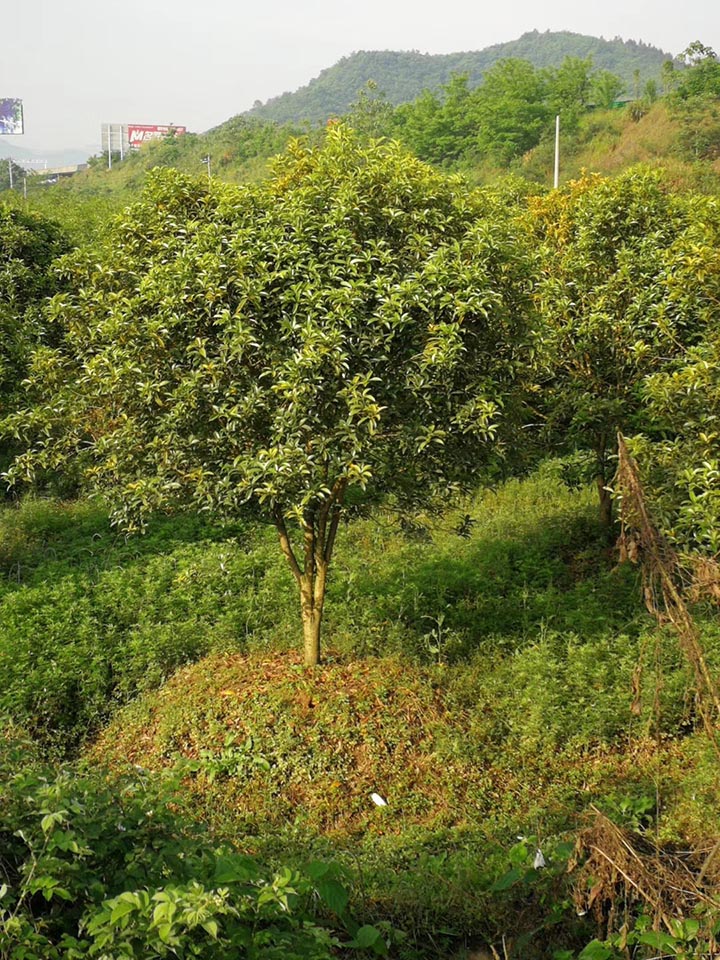 桂花樹